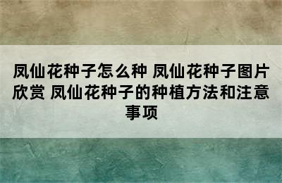 凤仙花种子怎么种 凤仙花种子图片欣赏 凤仙花种子的种植方法和注意事项